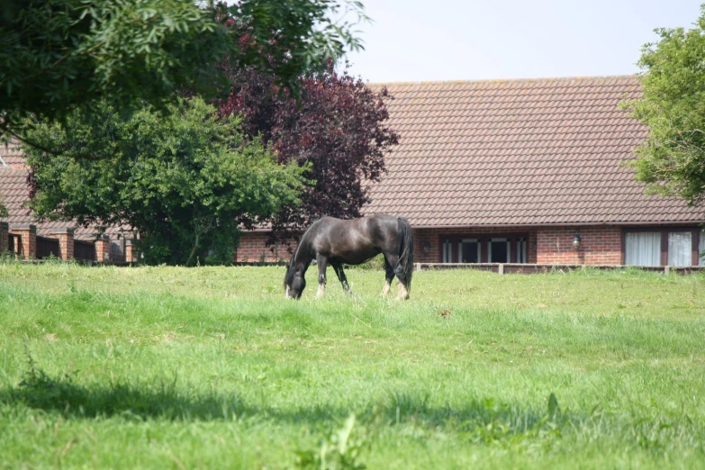 a horse is eating grass in front of a building