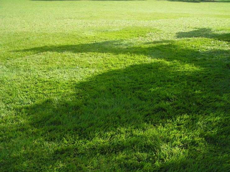 a yellow fire hydrant sits in a green field