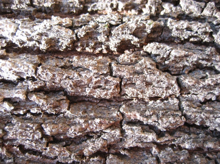 texture of wood, showing bark and knots