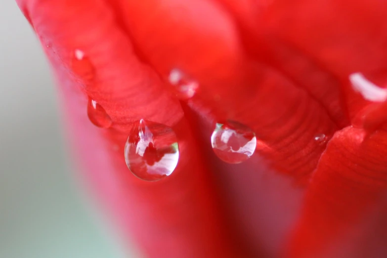 a close up s of the tear of a red flower