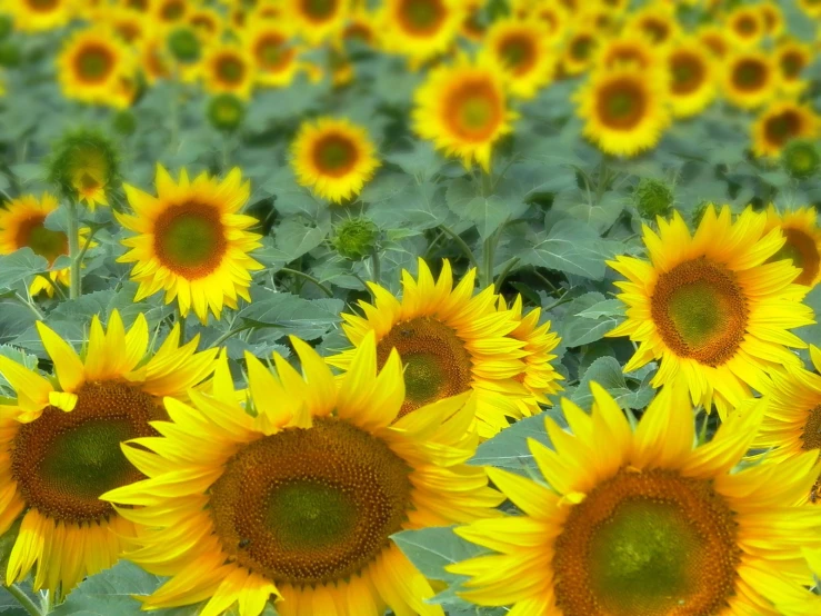 this sunflower is surrounded by green leaves