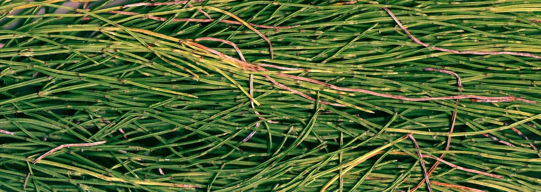 the needles of a pine tree are spread across a field
