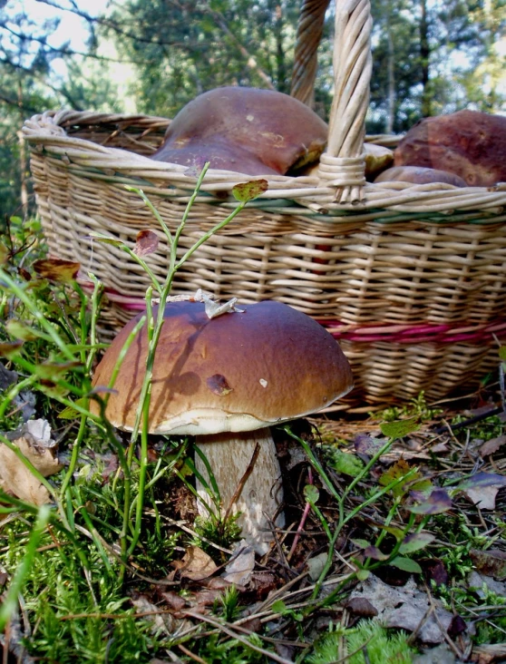 mushrooms sit in the grass near some baskets of mushrooms