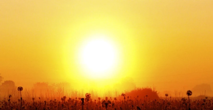 sun setting over a field with tall grass