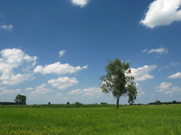 tree in grassy field with cloudy blue sky in background