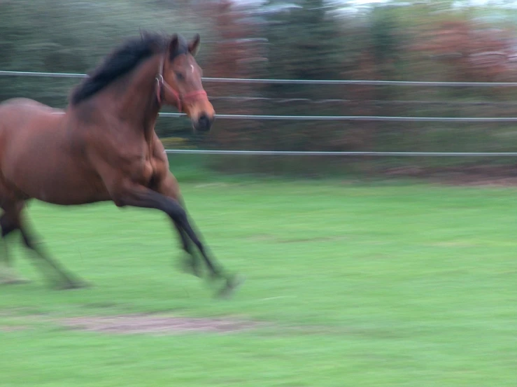 horse in motion running across the grassy field