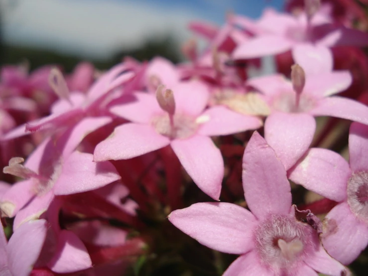 flowers are shown in a close up view