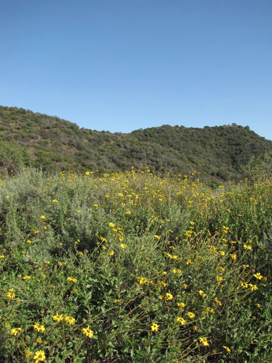 the field of wild flowers is blooming with lots of green