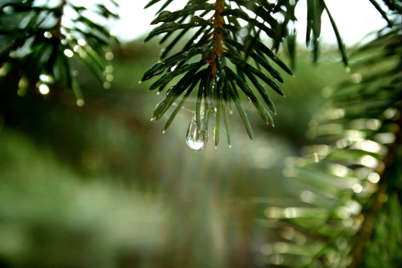 the needles of a pine tree are falling to their side