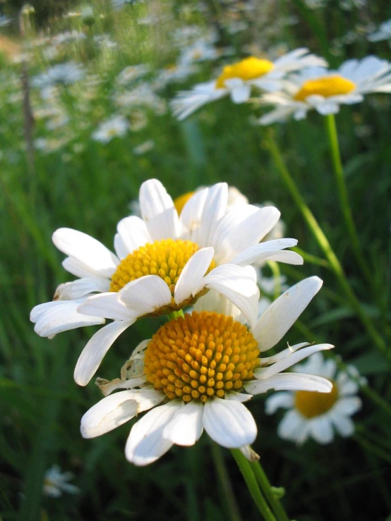 a group of flowers with yellow center and white petals