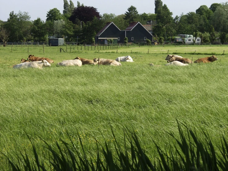 several cows laying on the grass in the pasture