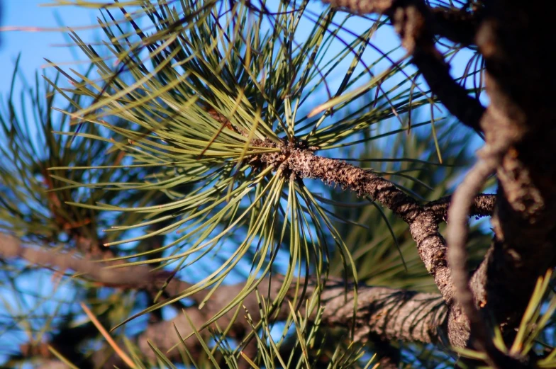 a nch of a pine is seen against the background of the sky