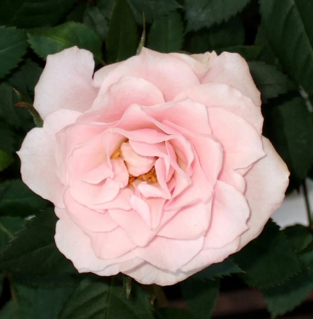 an open pink rose is in bloom