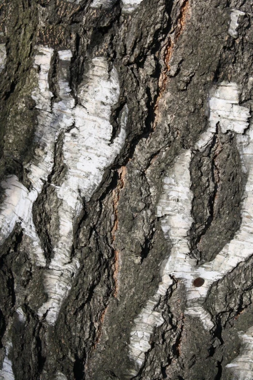 an old and stained tree bark with white paint