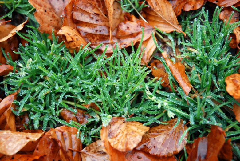 close up of a bed of green moss surrounded by leaves