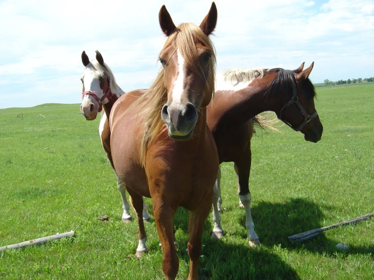 three horses stand in an open field