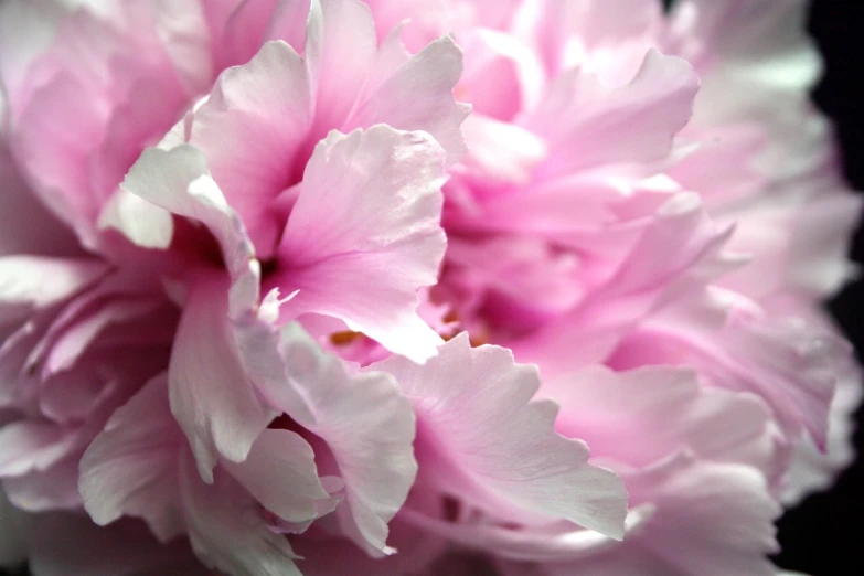 the pink carnation has white flowers on it