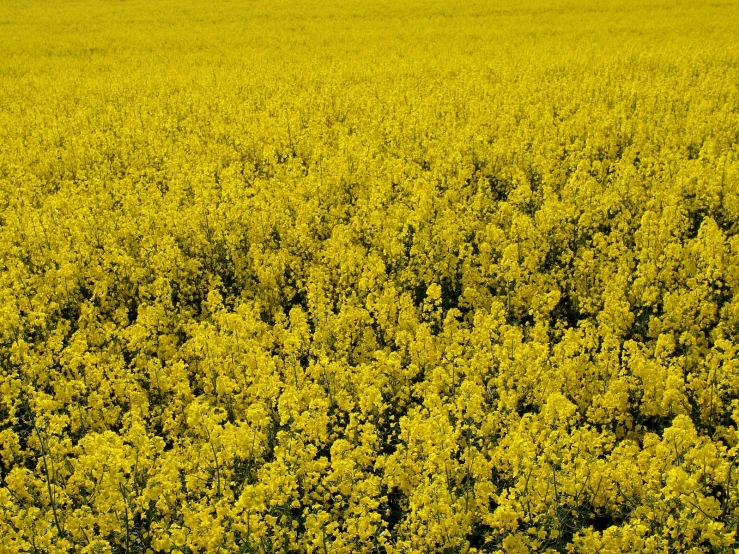 yellow flowers in the middle of a large field