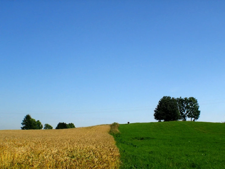 a field with two trees sitting on a grassy hill