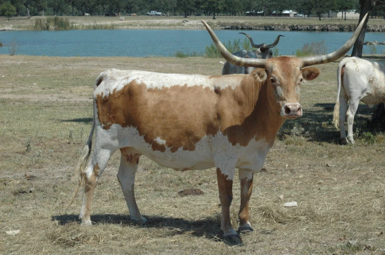 an ox standing with two other animals in the background