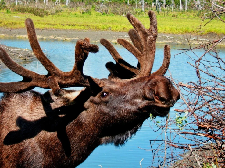 a close up of an animal near water