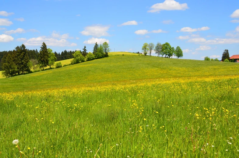 a very large green field with some flowers and trees on the hill