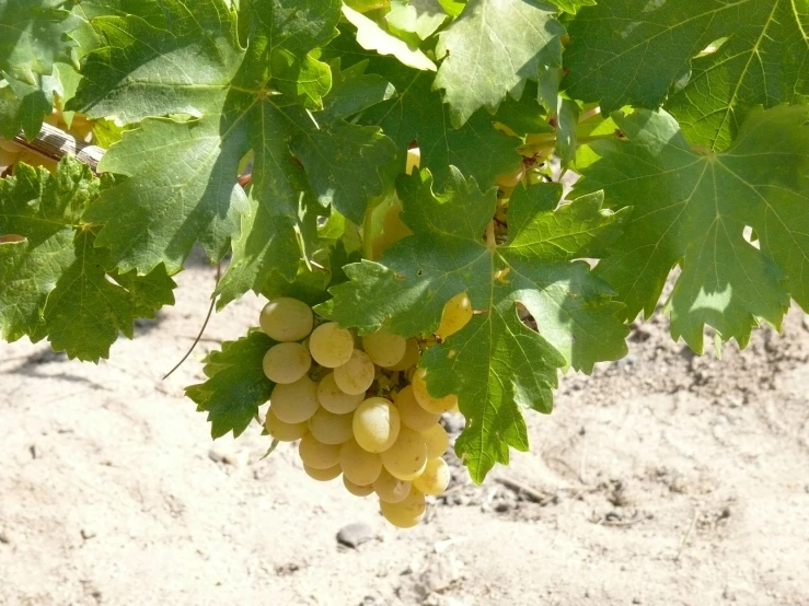 some green gs hanging from a vine in the shade