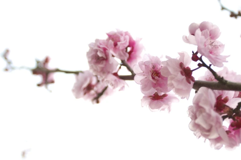 some pink and white flowers on a nch