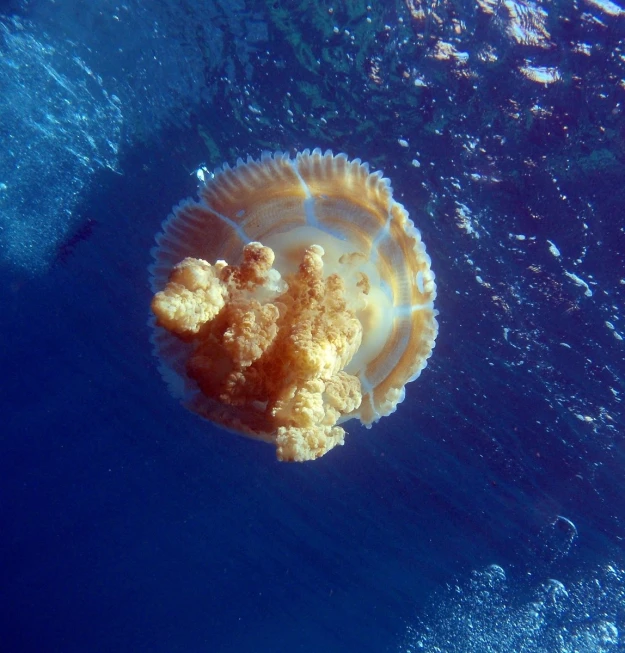 a jellyfish swims in the water off a beach