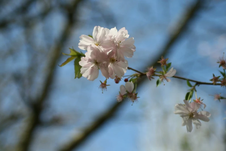 a flowering tree is in blossom with some pink flowers