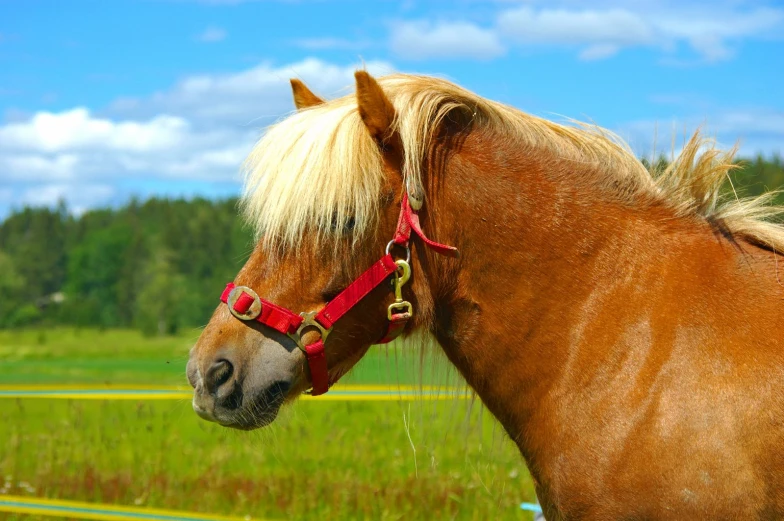 an adorable horse standing in a green field