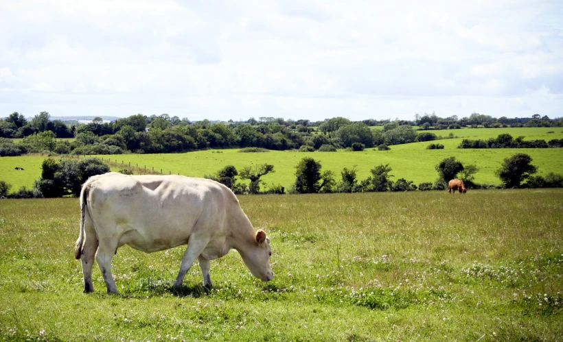 a white cow eating grass in the middle of a pasture