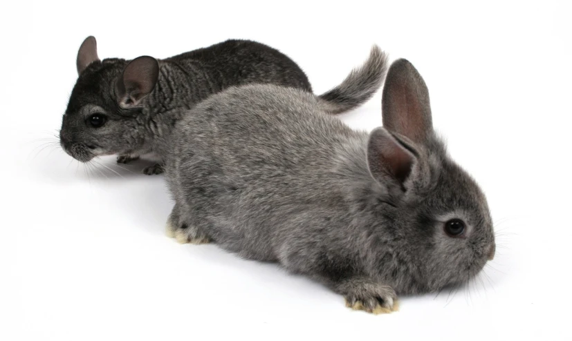 two small grey rabbits sit in front of each other