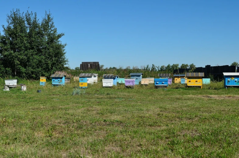 rows of bees sitting on top of some small yellow frames