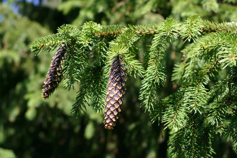 several cones of pine sit on a nch