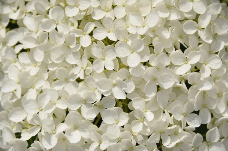 a close up of white flowers with very little leaves