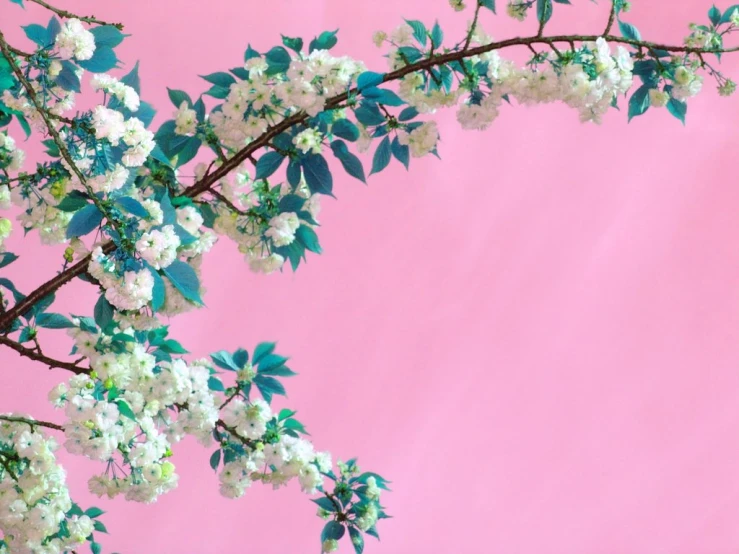 the white flowers are blooming on a pink background