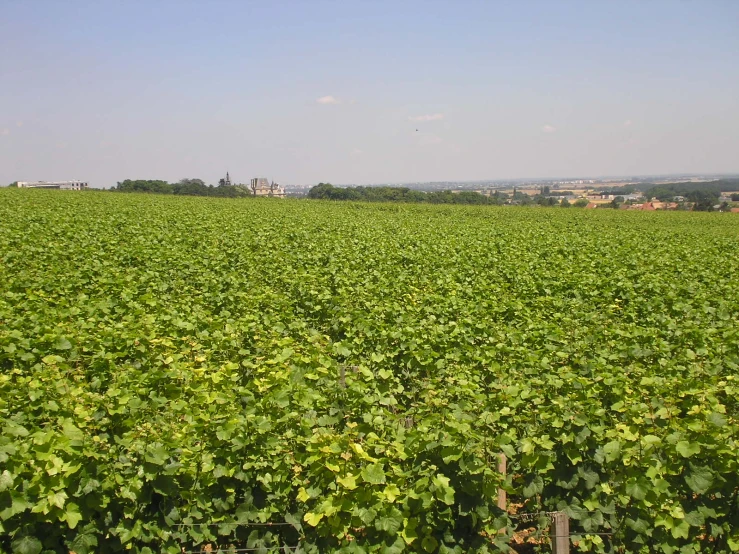 the large field with all the plants growing