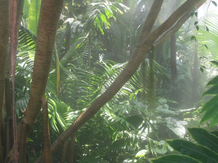 sunlight shines through the clouds and leaves on a forest floor