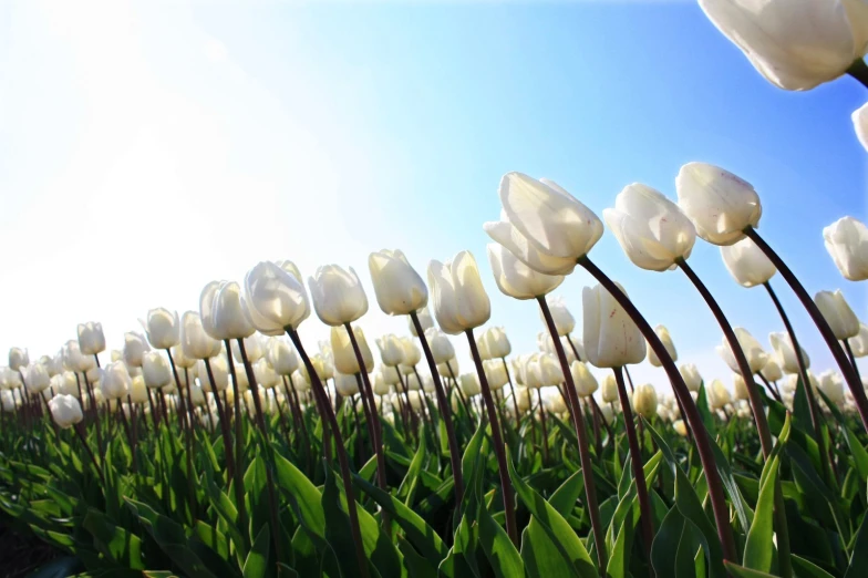 some pretty white flowers in a field