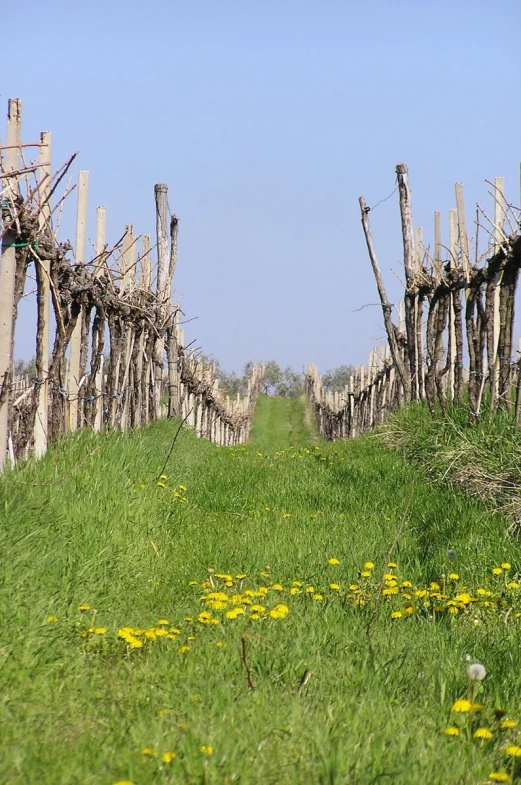 an area with vines, flowers, and a dirt path