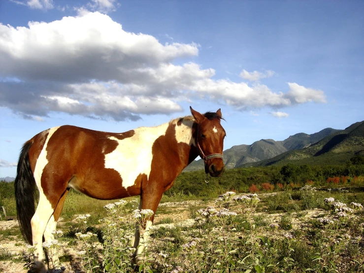 the large brown and white horse is in the field