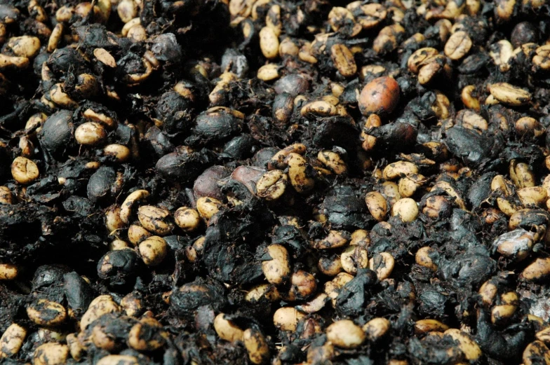 a pile of black seeds with some brown and yellow things