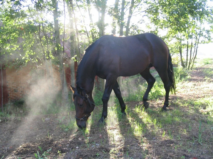 a dark brown horse grazes on grass in front of a fence