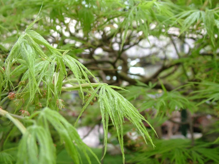 a nch of some sort with very bright green leaves