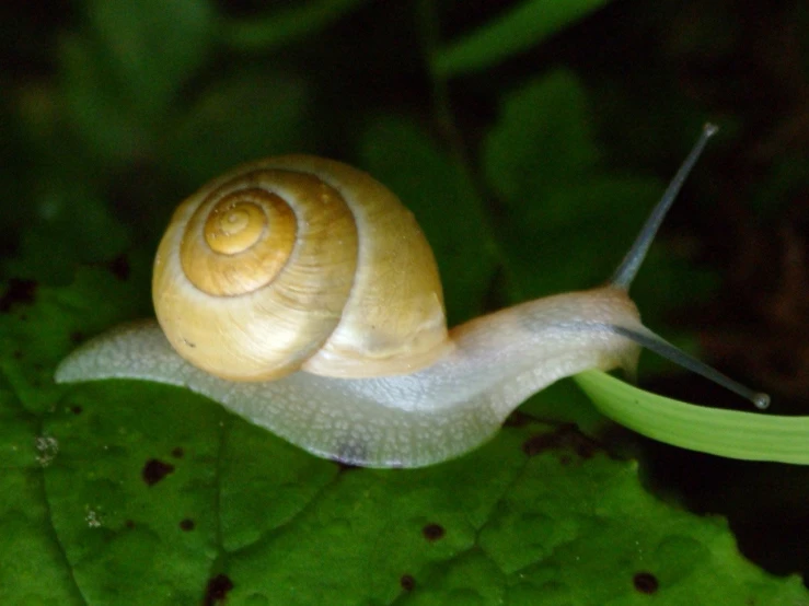 a snail that is walking across a leaf