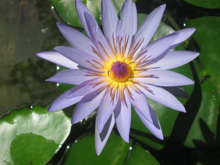 there is a purple water lily that is blooming