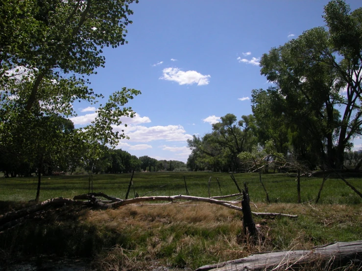 there are many trees in the field and one of them is fallen