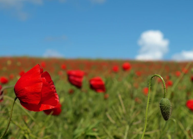 many red flowers that are in the grass