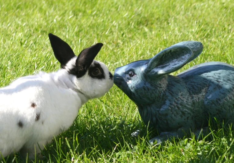 a rabbit kissing another bunny on the grass